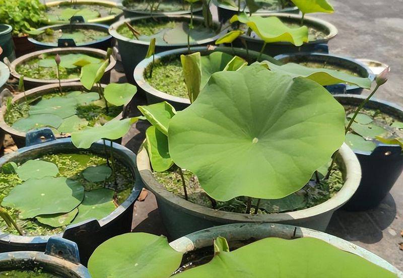 The method of planting the sleeping lotus