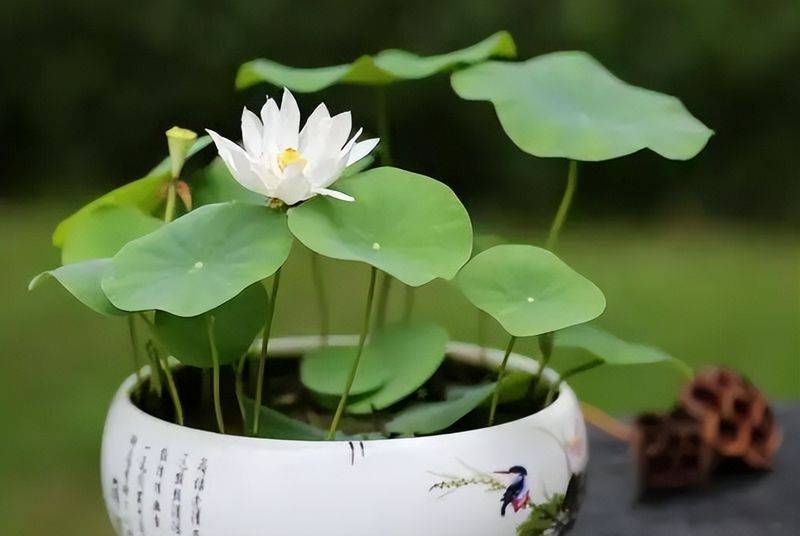 The method of planting the sleeping lotus