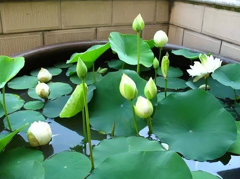 The method of planting the sleeping lotus