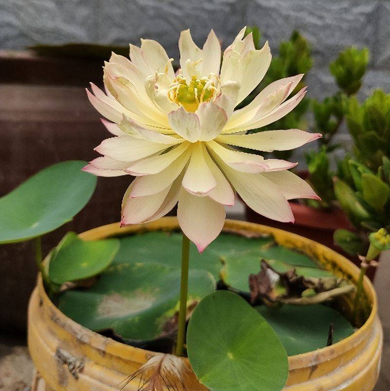 The method of planting the sleeping lotus