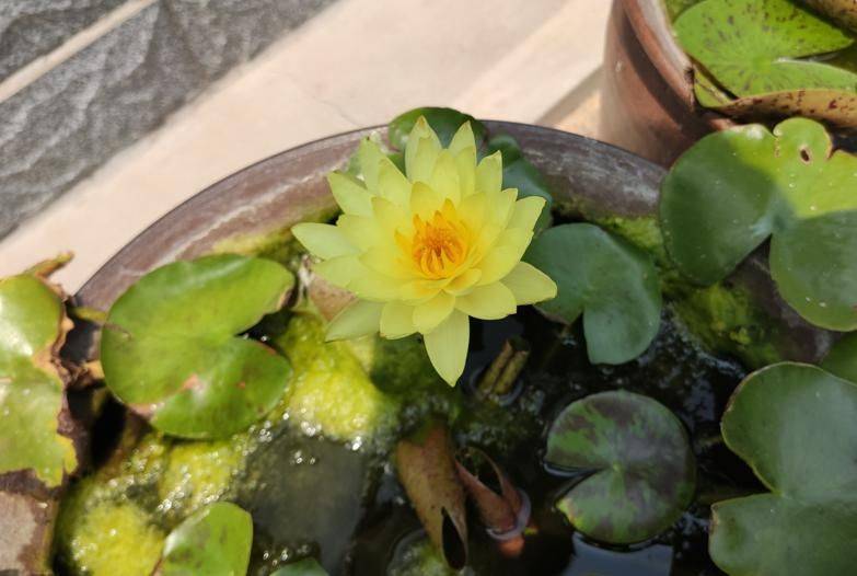 The method of planting the sleeping lotus