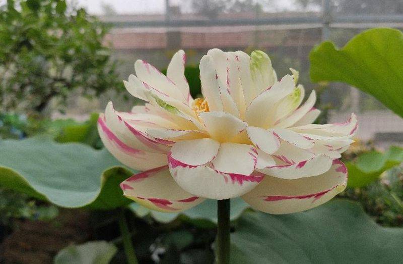 The method of planting the sleeping lotus