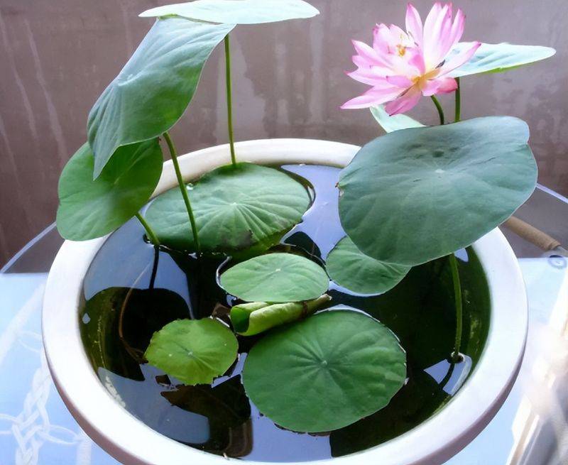 The method of planting the sleeping lotus