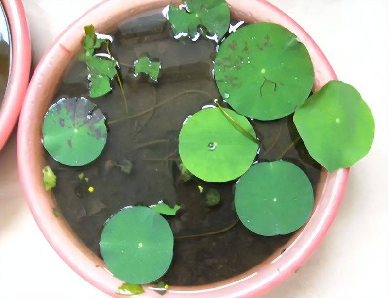 The method of planting the sleeping lotus