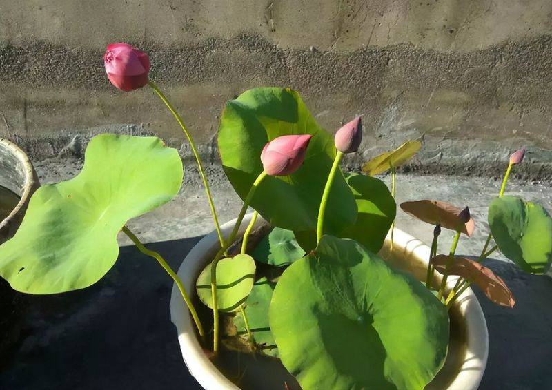 The method of planting the sleeping lotus