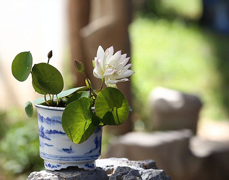 The method of planting the sleeping lotus