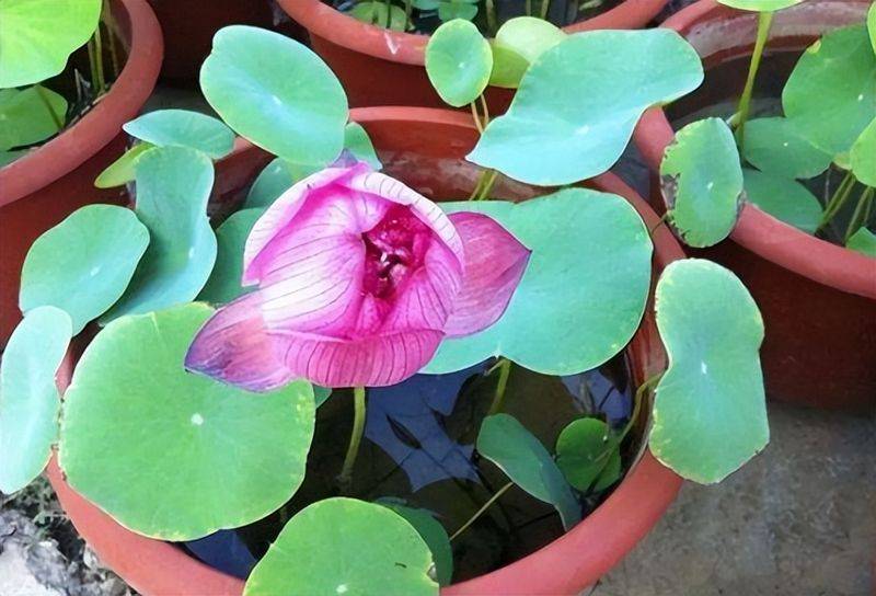 The method of planting the sleeping lotus