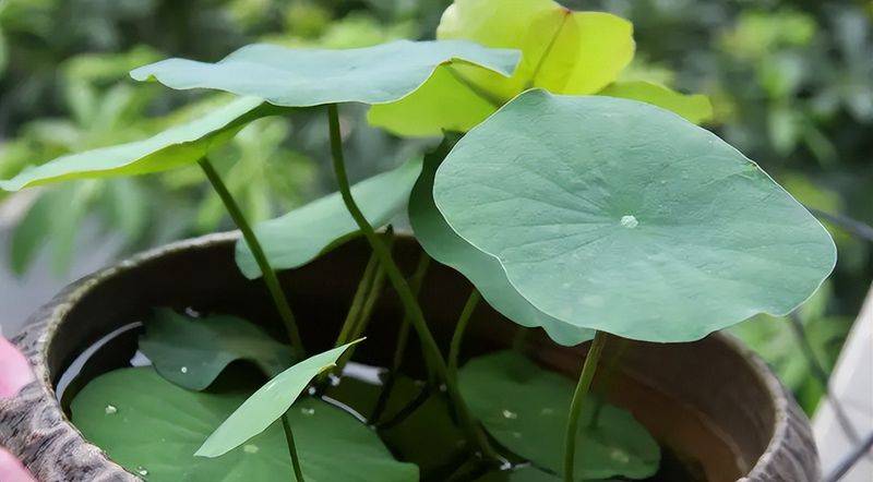 The method of planting the sleeping lotus