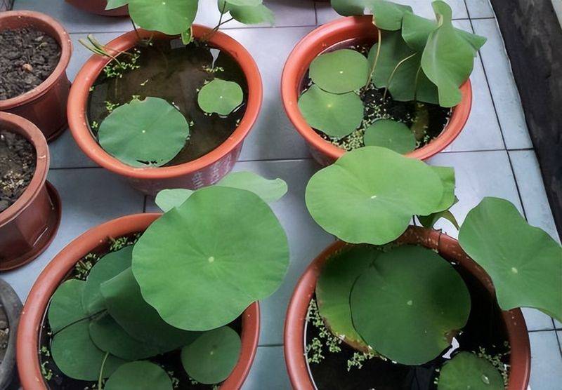 The method of planting the sleeping lotus