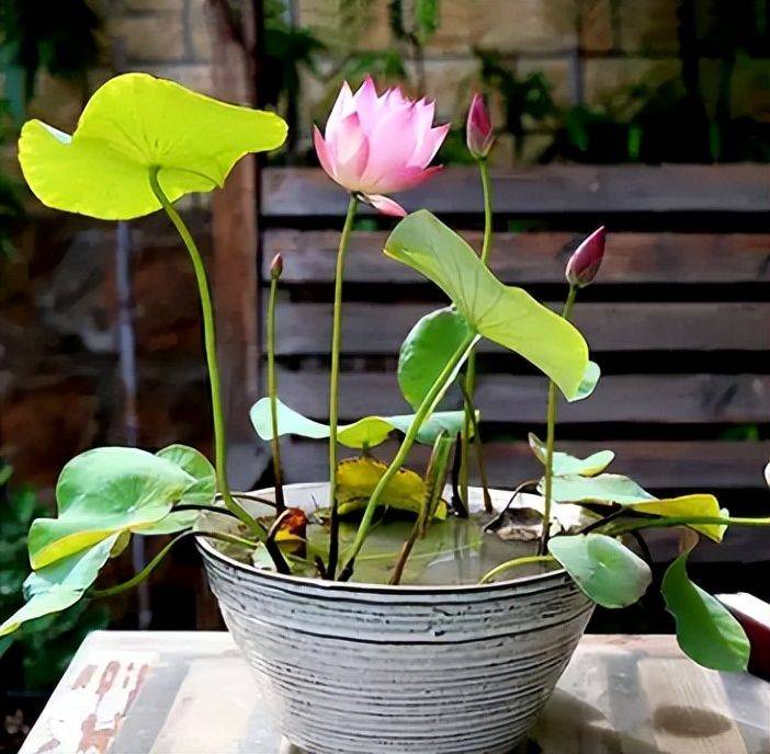 The method of planting the sleeping lotus