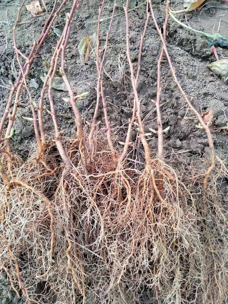 五味子种植技术视频