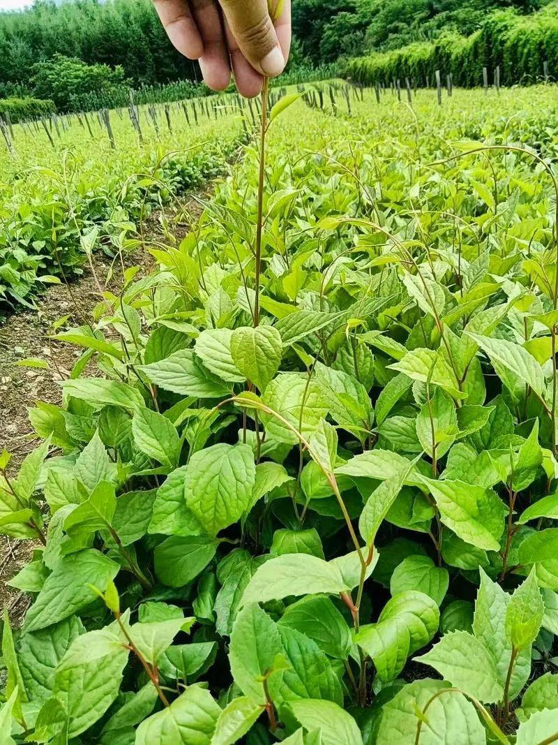五味子种植技术视频