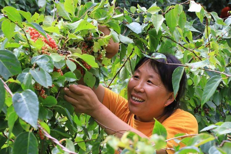 五味子种植技术视频