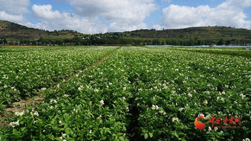 马铃薯双垄种植技术