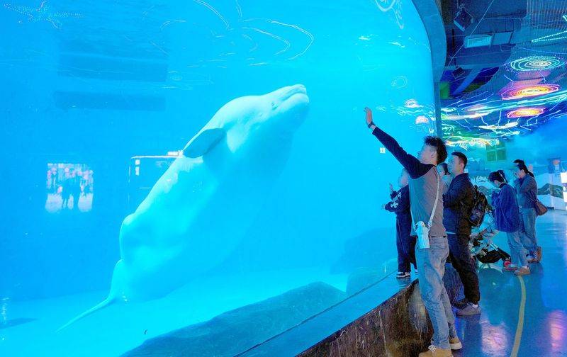 成都极地海洋世界票价