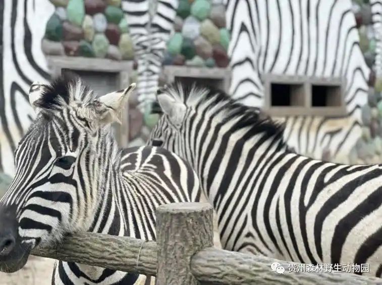 成都极地海洋世界票价
