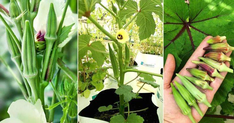 Autumn planting methods video