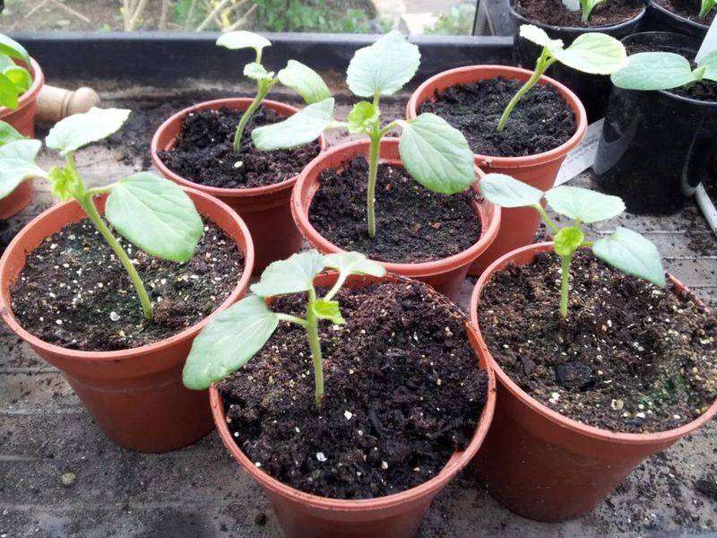 Autumn planting methods video