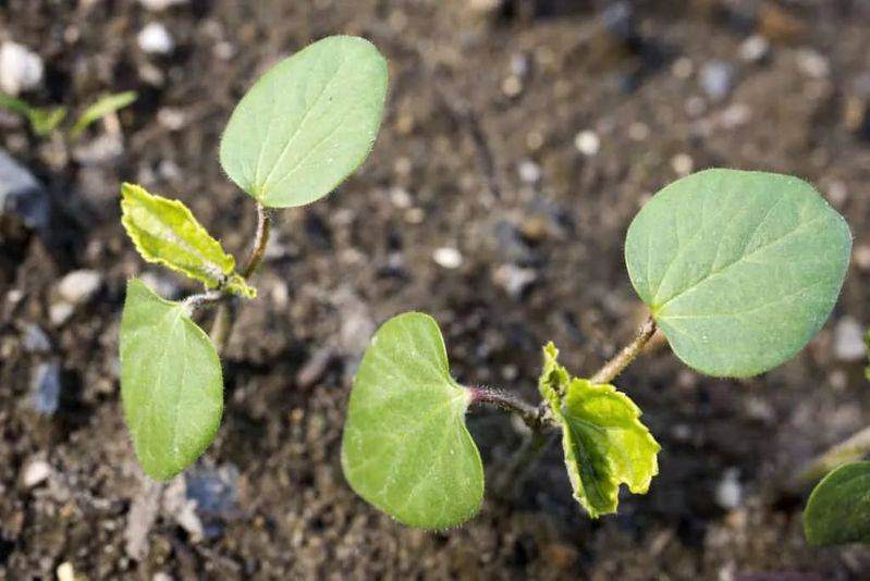 Autumn planting methods video