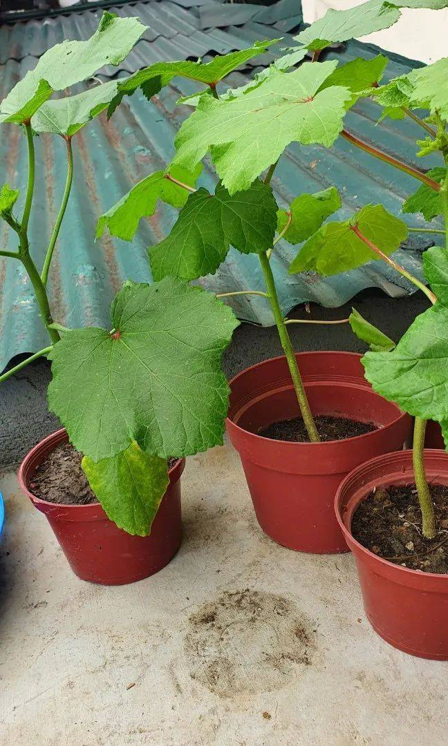 Autumn planting methods video