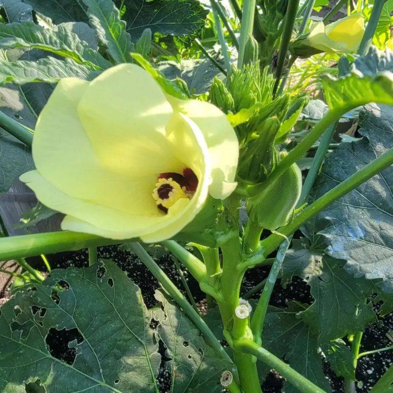 Autumn planting methods video
