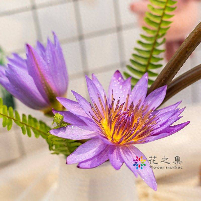 The method of planting the sleeping lotus
