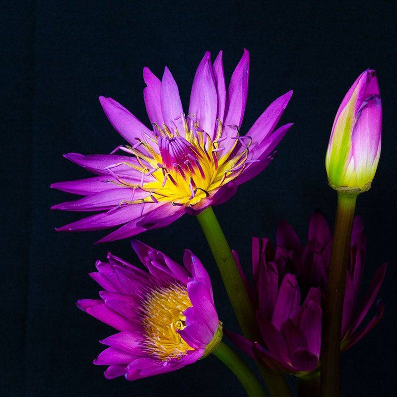 The method of planting the sleeping lotus