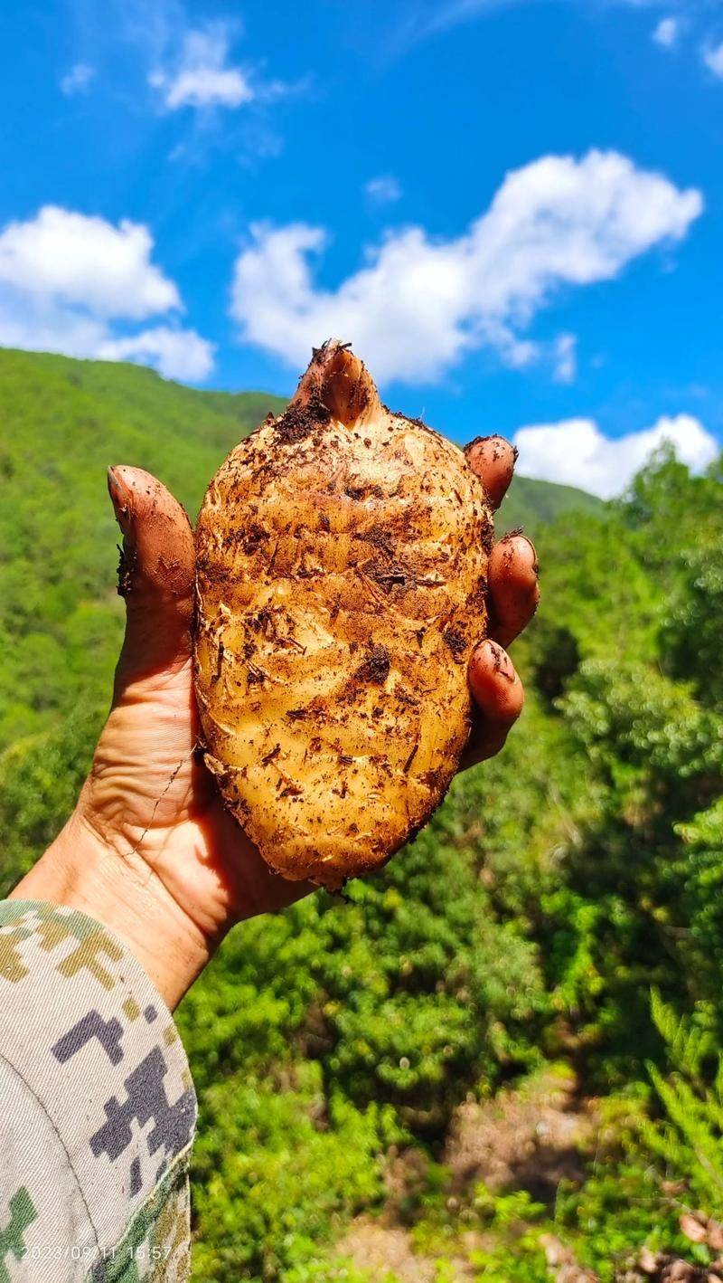 天麻工厂化种植技术