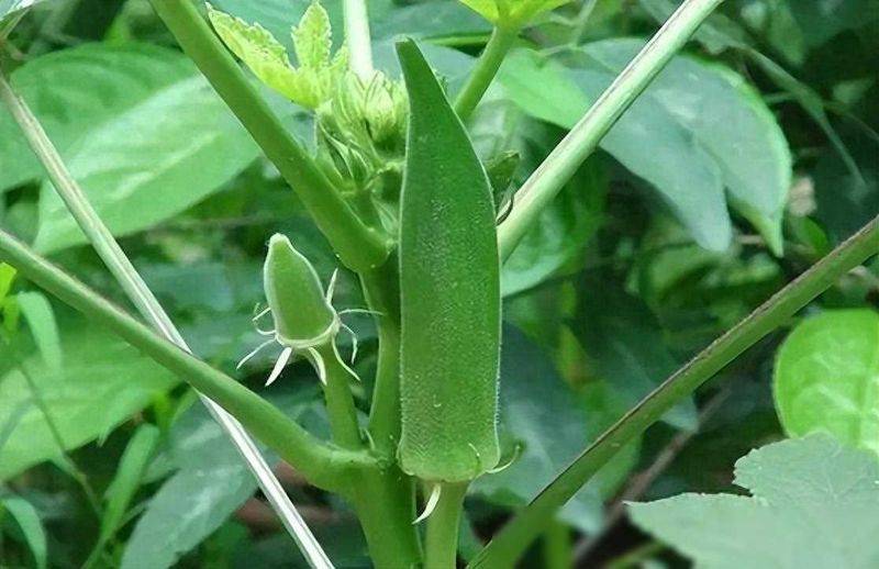 黄秋葵的种植方法视频