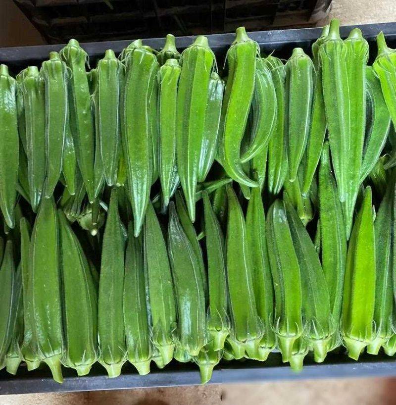 黄秋葵的种植方法视频