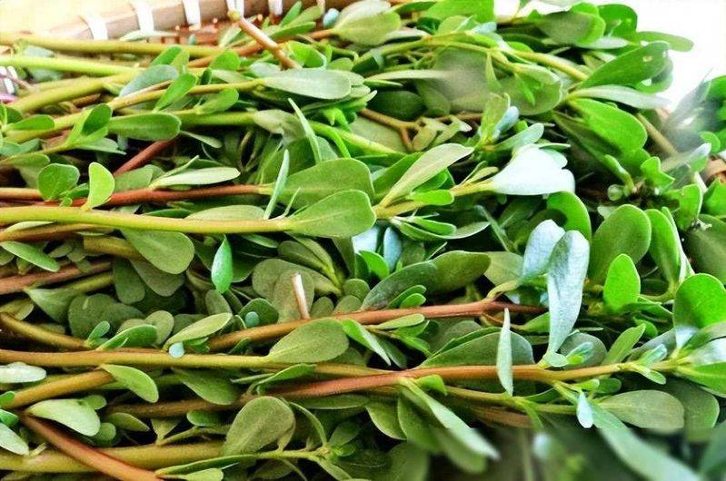 黄秋葵的种植方法视频