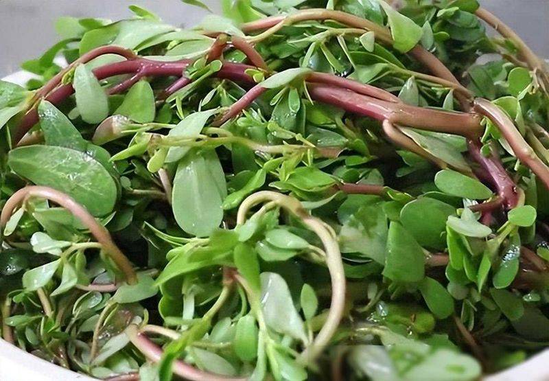 黄秋葵的种植方法视频