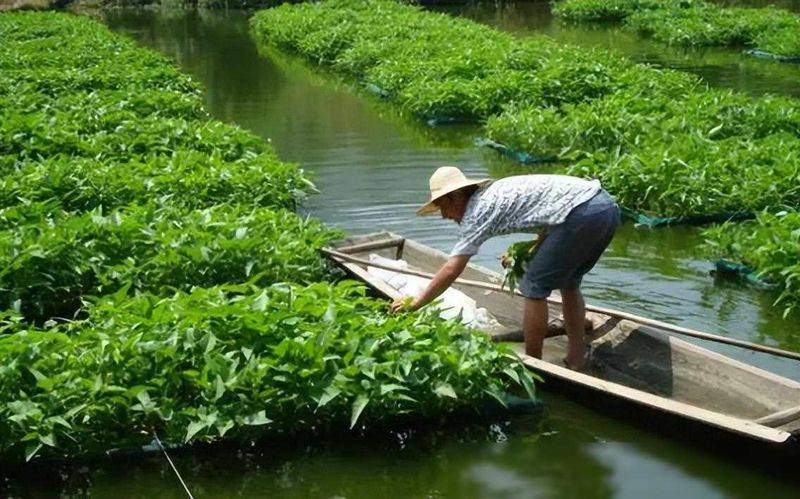 黄秋葵的种植方法视频