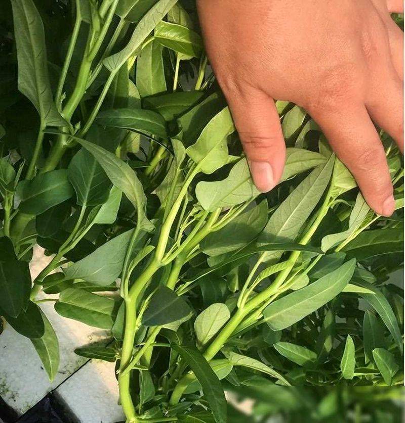 黄秋葵的种植方法视频