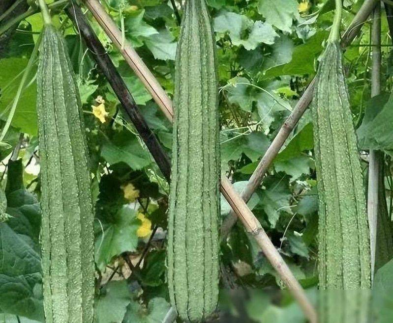 黄秋葵的种植方法视频