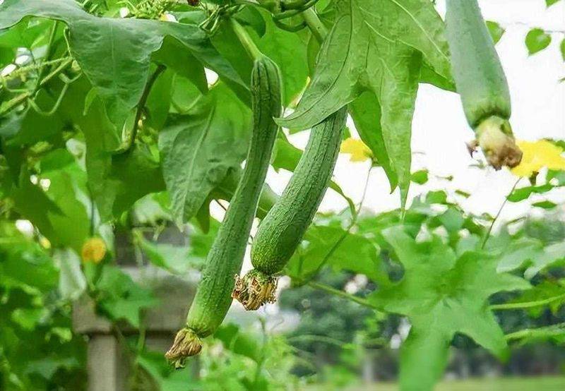 黄秋葵的种植方法视频