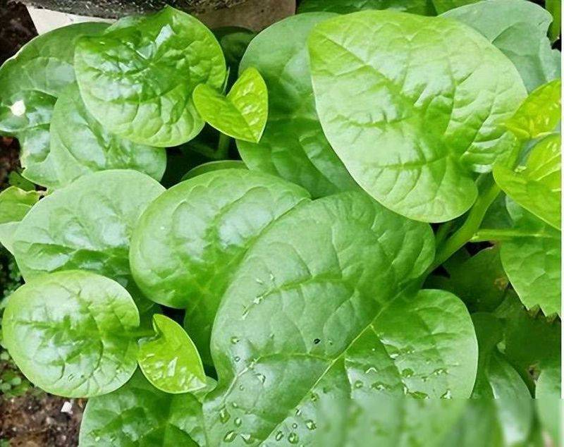 黄秋葵的种植方法视频