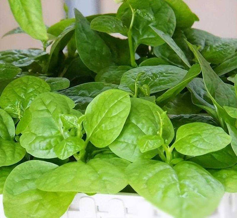 黄秋葵的种植方法视频