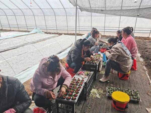 Plantation techniques for watermelons
