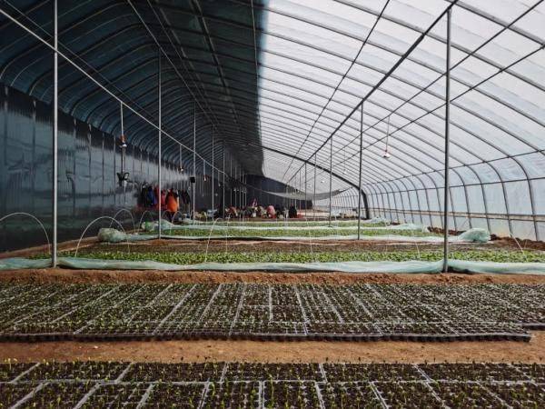 Plantation techniques for watermelons