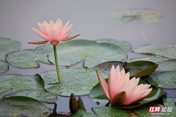 The method of planting the sleeping lotus