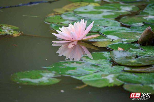 The method of planting the sleeping lotus