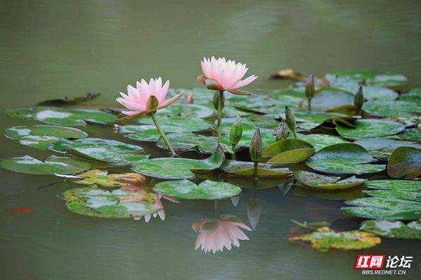 The method of planting the sleeping lotus