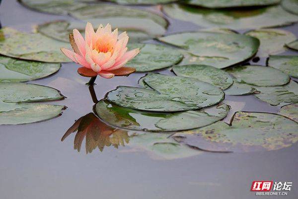 The method of planting the sleeping lotus