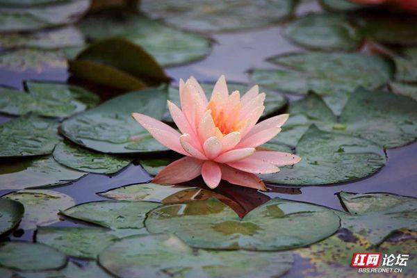 The method of planting the sleeping lotus