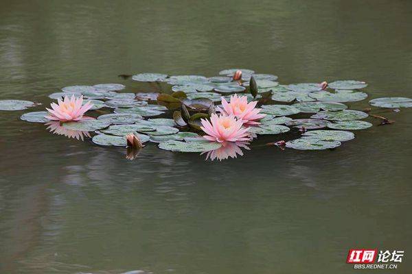 The method of planting the sleeping lotus