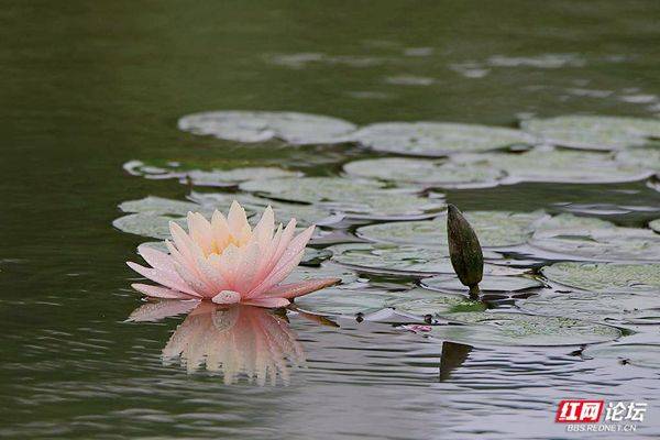 The method of planting the sleeping lotus