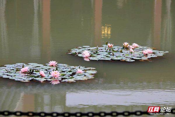 The method of planting the sleeping lotus