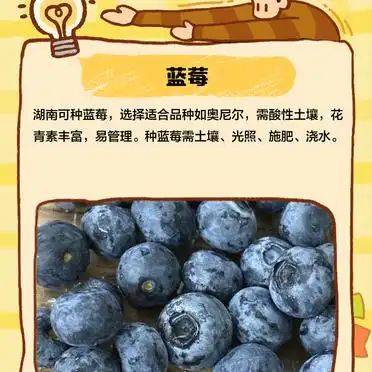 湖南适合种植什么水果