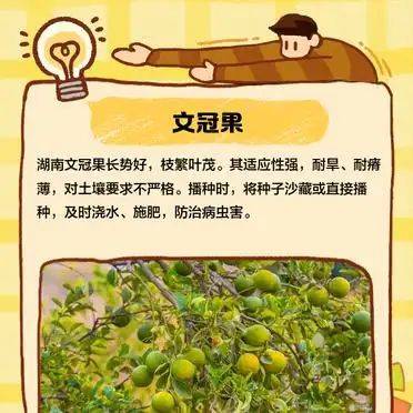 湖南适合种植什么水果